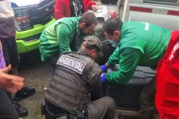 Rescatan nueve perros y gatos en precarias condiciones en una vivienda de La Gloria