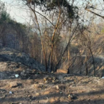 Sequía e incendios forestales elevan los precios de la canasta familiar en Tolima