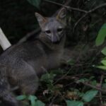 Zorros sorprenden en zonas residenciales de Usaquén: La CAR explica qué los atrae