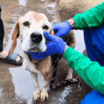 Rescatan a nueve animales víctimas de maltrato en San Cristóbal