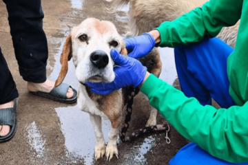 Rescatan a nueve animales víctimas de maltrato en San Cristóbal