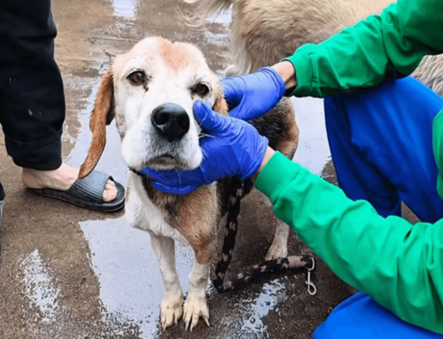 Rescatan a nueve animales víctimas de maltrato en San Cristóbal