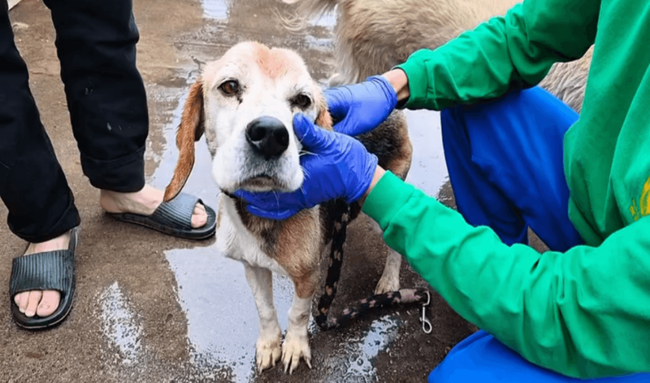 Rescatan a nueve animales víctimas de maltrato en San Cristóbal