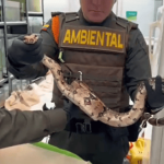 Hallan 23 animales silvestres durante inspección en universidad de Usaquén
