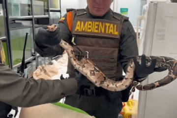 Hallan 23 animales silvestres durante inspección en universidad de Usaquén