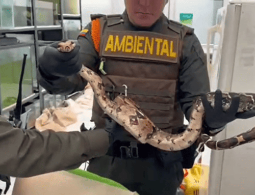 Hallan 23 animales silvestres durante inspección en universidad de Usaquén