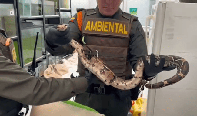 Hallan 23 animales silvestres durante inspección en universidad de Usaquén