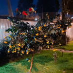 Vecinos de Sábana de Tibabuyes denuncian consumo de sustancias, ruido e inseguridad en parque del sector