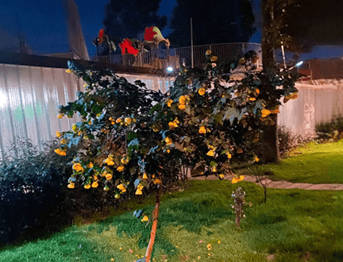 Vecinos de Sábana de Tibabuyes denuncian consumo de sustancias, ruido e inseguridad en parque del sector