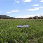 CAR activa plan contra incendios forestales ante llegada de El Niño