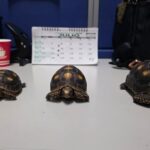 De crías de zarigüeyas a tortugas morrocoy: 21 animales silvestres han sido rescatados en Magdalena Centro