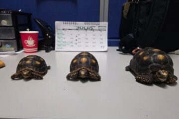 De crías de zarigüeyas a tortugas morrocoy: 21 animales silvestres han sido rescatados en Magdalena Centro