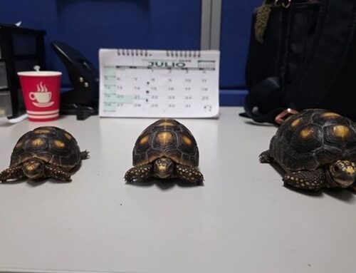 De crías de zarigüeyas a tortugas morrocoy: 21 animales silvestres han sido rescatados en Magdalena Centro