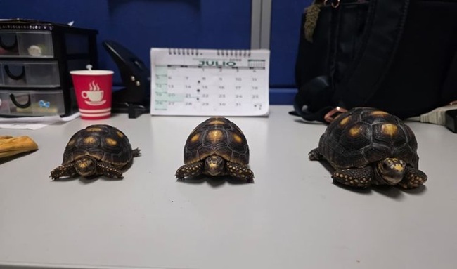 De crías de zarigüeyas a tortugas morrocoy: 21 animales silvestres han sido rescatados en Magdalena Centro