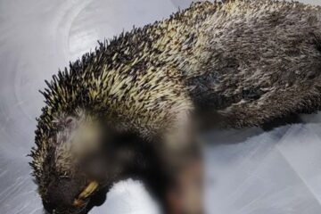 Incendios forestales dejan tres animales silvestres muertos en Cundinamarca