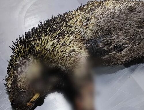 Incendios forestales dejan tres animales silvestres muertos en Cundinamarca