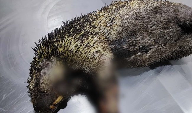 Incendios forestales dejan tres animales silvestres muertos en Cundinamarca