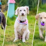 53 animales fueron trasladados tras recuperación de predio en Fontibón