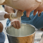Fenómeno de El Niño reduce en 60 % la producción de leche en 22 municipios de Boyacá
