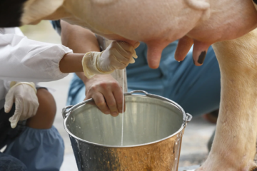 Fenómeno de El Niño reduce en 60 % la producción de leche en 22 municipios de Boyacá