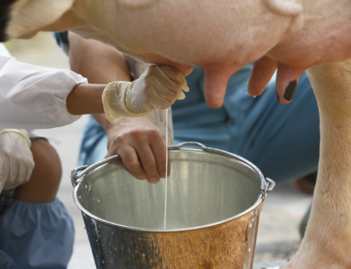 Fenómeno de El Niño reduce en 60 % la producción de leche en 22 municipios de Boyacá