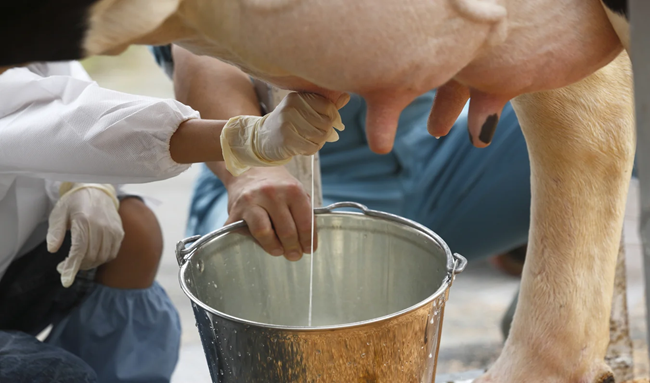 Fenómeno de El Niño reduce en 60 % la producción de leche en 22 municipios de Boyacá