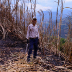 Incendio forestal en Villeta deja pérdidas superiores al 50 % en cultivos de algunos productores