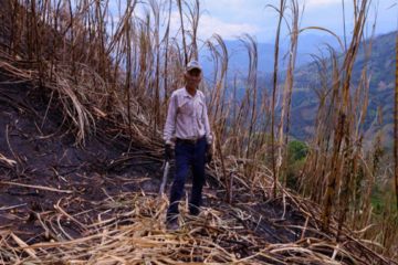 Incendio forestal en Villeta deja pérdidas superiores al 50 % en cultivos de algunos productores