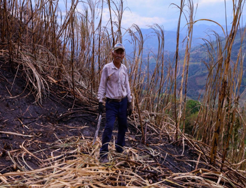 Incendio forestal en Villeta deja pérdidas superiores al 50 % en cultivos de algunos productores
