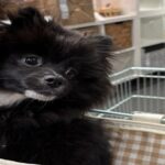 Pareja fue víctima de robo mientras paseaba a su perrita en Britalia Norte, Suba