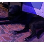 Perro desorientado busca a sus dueños en Villa Elisa, Suba