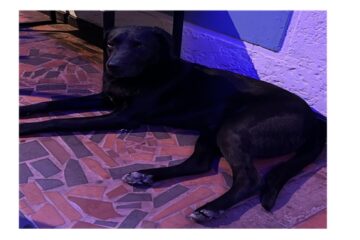 Perro desorientado busca a sus dueños en Villa Elisa, Suba
