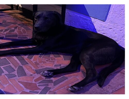 Perro desorientado busca a sus dueños en Villa Elisa, Suba