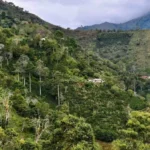 Incendios causan graves daños en cultivos de café del Tolima