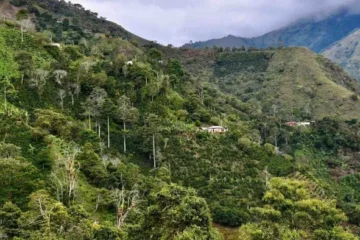 Incendios causan graves daños en cultivos de café del Tolima