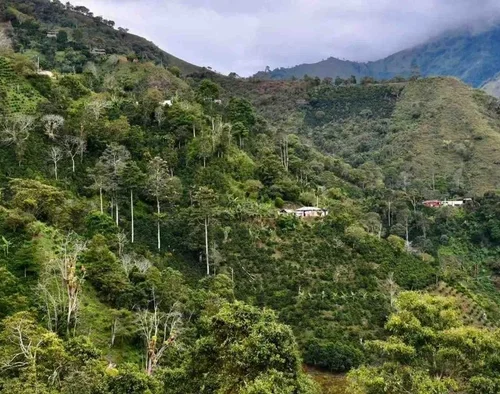 Incendios causan graves daños en cultivos de café del Tolima