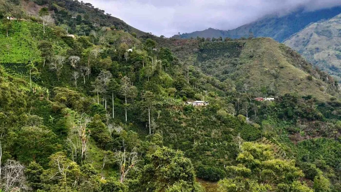 Incendios causan graves daños en cultivos de café del Tolima