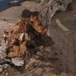 Fuertes vientos provocaron la caída de un gigantesco árbol en la plazoleta de La Gaitana