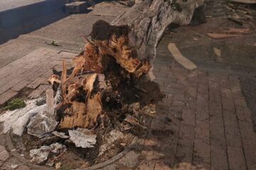 Fuertes vientos provocaron la caída de un gigantesco árbol en la plazoleta de La Gaitana