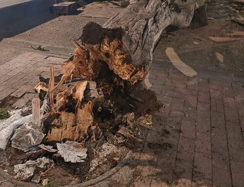 Fuertes vientos provocaron la caída de un gigantesco árbol en la plazoleta de La Gaitana