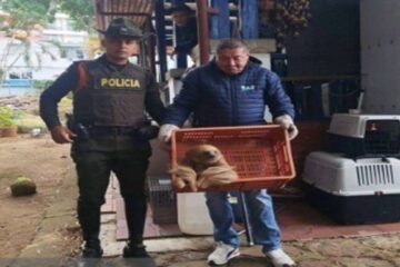 Enel fortalece protección de fauna silvestre y habilita líneas para reportar riesgos