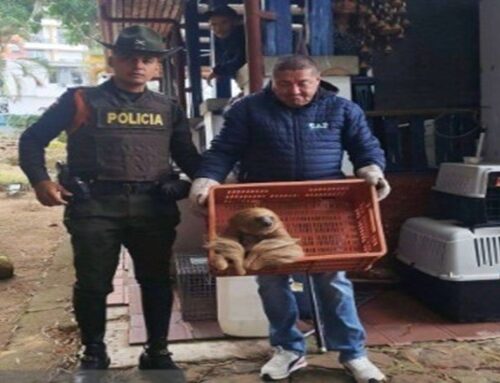 Enel fortalece protección de fauna silvestre y habilita líneas para reportar riesgos