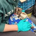 CAR rescató y rehabilitó 26 animales silvestres en Cundinamarca