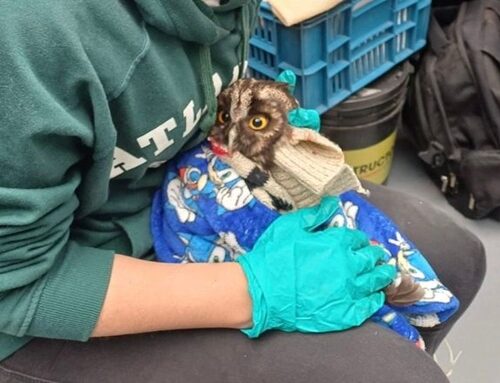 CAR rescató y rehabilitó 26 animales silvestres en Cundinamarca
