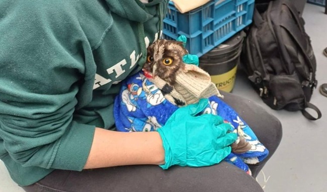 CAR rescató y rehabilitó 26 animales silvestres en Cundinamarca