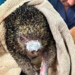 «No los mediquen en casa»: la advertencia tras la muerte de 11 animales silvestres afectados por incendios
