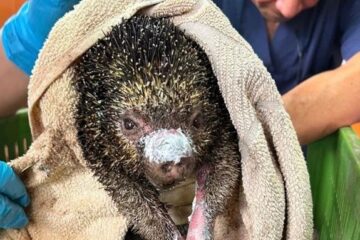 «No los mediquen en casa»: la advertencia tras la muerte de 11 animales silvestres afectados por incendios