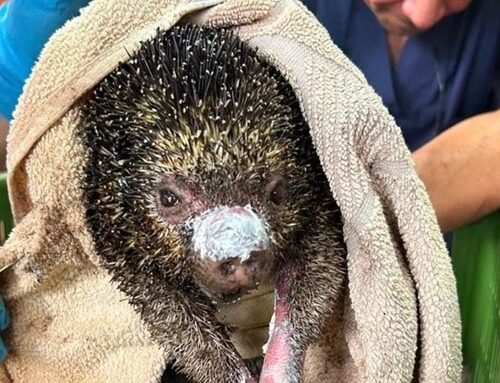 «No los mediquen en casa»: la advertencia tras la muerte de 11 animales silvestres afectados por incendios