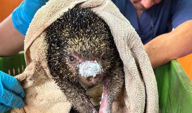 "No los mediquen en casa": la advertencia tras la muerte de 11 animales silvestres afectados por incendios