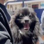 Pato, el pomerania hurtado en Suba, regresó con su familia